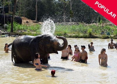 Phuket Elephant Green Sanctuary