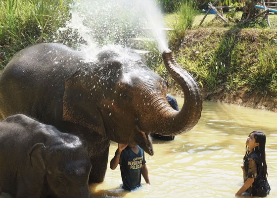 Phuket Elephant Bathing Tours