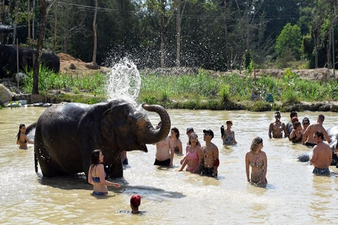 Phuket Elephant Green Sanctuary