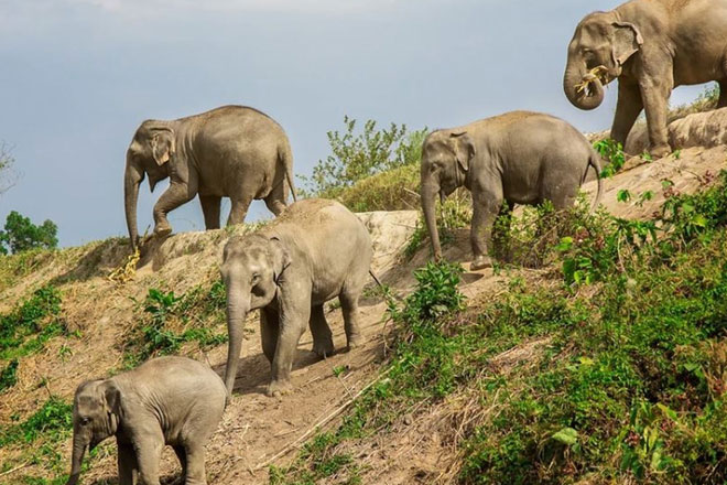 Phuket Elephant Green Sanctuary