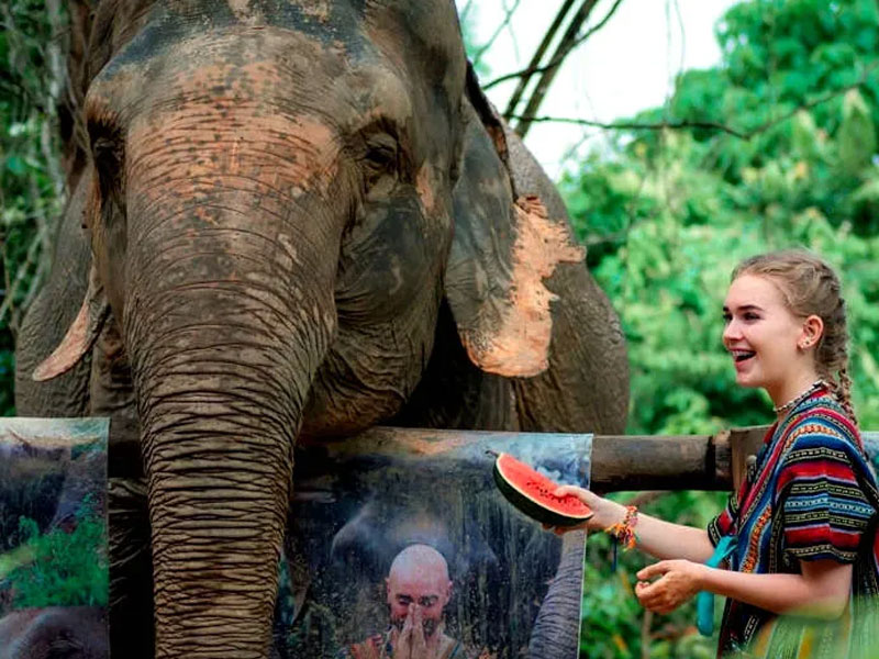 Phuket Elephant Bathing Tours