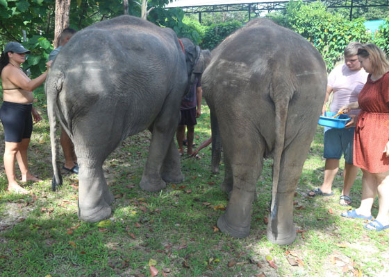 Elephant Wildlife Sanctuary