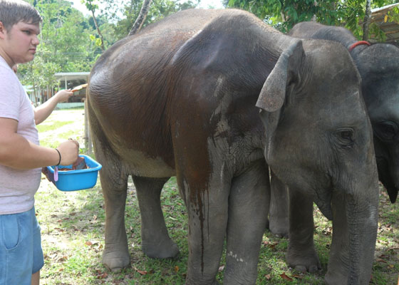 Elephant Wildlife Sanctuary